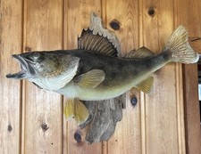 Walleye authentic real for sale  Cooks