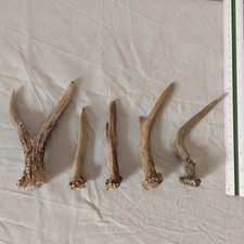 Geweih rehbock jagd gebraucht kaufen  München