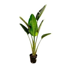 Baum strelitzie strelitzia gebraucht kaufen  Düsseldorf