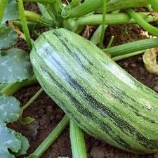 Italian genovese squash for sale  Minneapolis