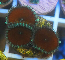 Zoa red death for sale  UK