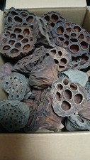 Small lotus pods for sale  COVENTRY