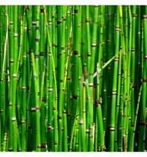 Horsetail equisetum pond for sale  UK