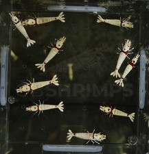 Caridine cantonensis crystal usato  Misterbianco