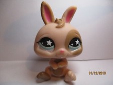 Petshop rabbit dwarf d'occasion  Expédié en Belgium