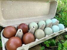 Ameraucana olive black for sale  Middleburg