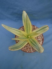 Aloe golden star for sale  Tucson