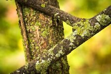 Large bag lichen for sale  TELFORD
