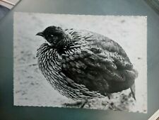 francolin d'occasion francolin d'occasion  Andrézieux-Bouthéon