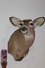 Yearling whitetail deer for sale  Brandon