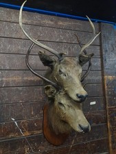Antique taxidermy pair for sale  KINGSWINFORD