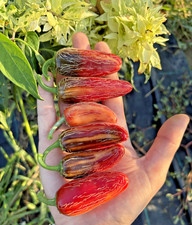 10 semi di peperoncino Mattapeno (VARIEGATO) + guida + omaggio comprar usado  Enviando para Brazil