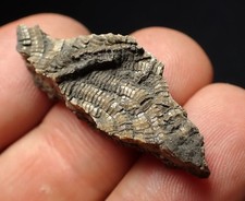 Detailed crinoid fossil for sale  BRISTOL