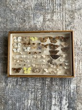 Taxidermy pinned butterfly for sale  SOUTHAMPTON