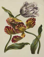 Tulipes fleur bouquet d'occasion  Paris IX