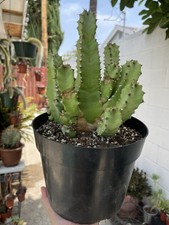 Moroccan mound euphorbia for sale  Covina