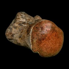 2" Mosasaur fóssil vértebras polidas cretáceo dinossauro era TX Ozan FM CERTIFICADO DE AUTENTICIDADE, usado comprar usado  Enviando para Brazil