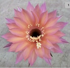 Echinopsis dream lover for sale  KNARESBOROUGH