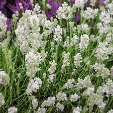 English lavender angustifolia for sale  GLASGOW