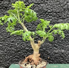 Pelargonium carnosum big for sale  FAKENHAM