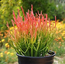Euphorbia tirucalli plant for sale  Fort Lauderdale