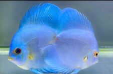High quality blue for sale  Saint Louis