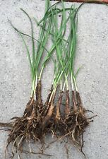 Organics garlic chives for sale  El Monte