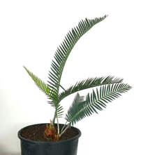 Dioon purpusii heads usato  Napoli