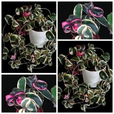 Hoya carnosa marianna gebraucht kaufen  Baden-Baden