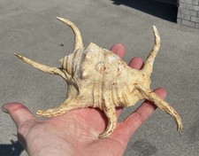 large conch spider shell for sale large conch spider shell for sale  Oak Creek