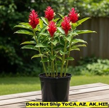 Red ginger alpinia for sale  Homestead