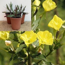 Evening primrose plants for sale  TIPTON