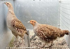 X12 english partridge for sale  LLANDINAM