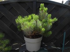 Bonsai juniper mugo for sale  CANNOCK