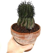 Euphorbia horrida super usato  Napoli