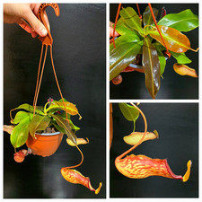 Nepenthes gaya monely for sale  NOTTINGHAM