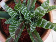 Cryptanthus betty ann for sale  Pompano Beach