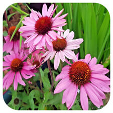 Echinacea purpurea large for sale  LINCOLN