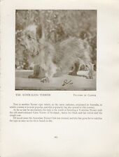 Australian terrier old for sale  COLEFORD