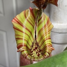 Nepenthes veitchii 2019 for sale  Saint Paul