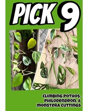 Choose plant cuttings for sale  Antioch
