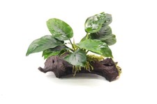 dennerle evolution deluxe gebraucht kaufen dennerle evolution deluxe gebraucht kaufen Erftstadt