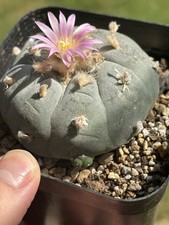 Rare cactus live d'occasion  Expédié en Belgium