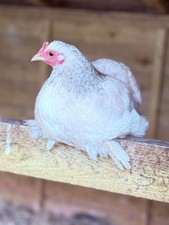 Mixed pekin e for sale  SOUTHMINSTER
