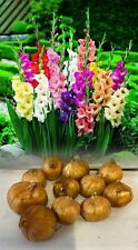 100 mixed gladioli for sale  ALFRETON