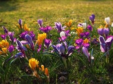 Krokus mischung krokus gebraucht kaufen Krokus mischung krokus gebraucht kaufen  Sulzbach-Rosenberg