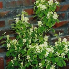 Amelanchier alnifolia obelisk for sale  IPSWICH