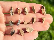 Triceratops tooth dinosaur for sale  Coppell