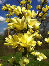 Magnolia brookynensis yellow usato  Valmacca