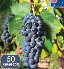 Usado, 50 sementes de uvas Concord grandes árvore videira rara semente de uva frutas grandes herança vinho comprar usado  Enviando para Brazil